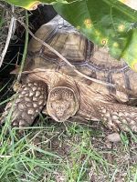 Tortugareptilesen venta en Puerto Rico. Precio: $700