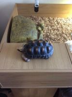 Tortoise Reptiles for sale in Lexington, KY, USA. price: $200