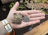 Tortoise Reptiles for sale in Bristol, UK. price: 130 GBP