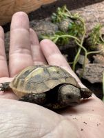 Hermann tortoise 2025 hatchlings for sale