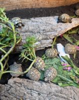 Hermann tortoise 2025 hatchlings for sale
