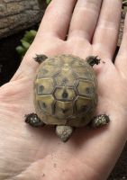 Hermann tortoise 2025 hatchlings for sale
