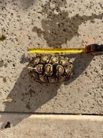 Tortoises for sale