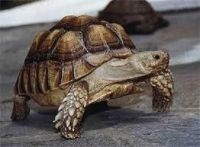 Tortoise Reptiles for sale in Los Angeles, CA, USA. price: $500