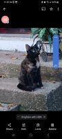 Tortoiseshell Cats for sale in Lake Worth, TX, USA. price: $2,500