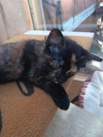 Tortoiseshell Cats for sale in Edgewood, New Mexico. price: NA