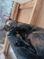 Tortoiseshell Cats for sale in Edgewood, New Mexico. price: NA