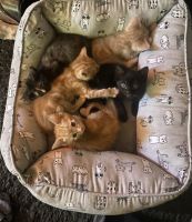 Tortoiseshell Cats for sale in Downey, California. price: $50