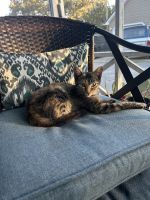 Pretty kitty for adoption