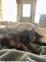 Pretty kitty for adoption