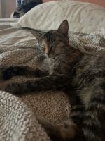 Pretty kitty for adoption