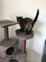 Tortoiseshell Cats for sale in Belmont, ON N0L, Canada. price: $50