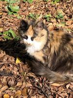 Tortoiseshell Cats for sale in Rock Hill, SC, USA. price: $250