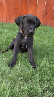 Tosa Puppies for sale in Rochester, NY, USA. price: $1,000