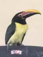 Toucan Birds Photos