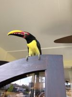 Toucan Birds for sale in San Diego, California. price: $4,000
