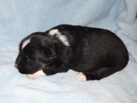 Toy Australian Shepherd Puppies for sale in Groveton, TX 75845, USA. price: $600