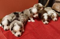 Toy Australian Shepherd Puppies for sale in Poynette, WI 53955, USA. price: $1,200