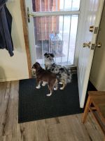 Toy Australian Shepherd Puppies for sale in Bly, OR 97622, USA. price: NA
