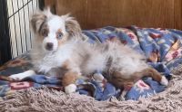Toy Australian Shepherd Puppies for sale in Hotchkiss, CO, USA. price: $2,000