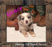 Toy Australian Shepherd Puppies for sale in Fort Worth, TX, USA. price: $2,500