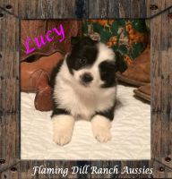 Toy Australian Shepherd Puppies for sale in Fort Worth, TX, USA. price: $800
