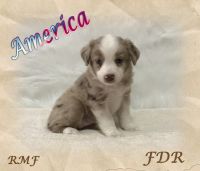 Toy Australian Shepherd Puppies for sale in Dallas, TX, USA. price: $3,000