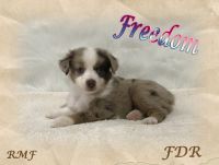 Toy Australian Shepherd Puppies for sale in Dallas, TX, USA. price: $3,500