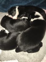 Toy Australian Shepherd Puppies for sale in Dallas, TX, USA. price: $400