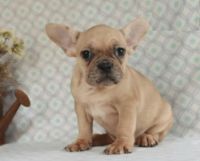 Toy Bulldog Puppies for sale in 3720 N Tryon St, Charlotte, NC 28206, USA. price: $2,800