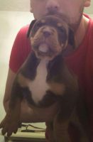Toy Bulldog Puppies for sale in Houston, TX 77001, USA. price: $550