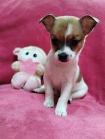 Toy Fox Terrier Puppies for sale in Jeffersonville, Cambridge, VT 05464, USA. price: $850