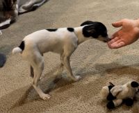 Toy Fox Terrier Puppies for sale in Goshen, Indiana. price: $750