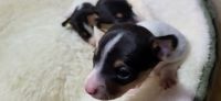 Toy Fox Terrier Puppies for sale in Apollo, Pennsylvania. price: $1,800