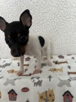 Toy Fox Terrier Puppies for sale in Cullowhee, North Carolina. price: $1,200