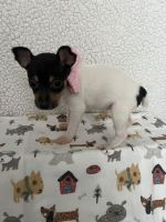 Toy Fox Terrier Puppies for sale in Cullowhee, North Carolina. price: $1,200