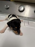 Toy Fox Terrier Puppies for sale in Freeport, OH 43973, USA. price: $450