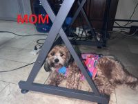 Toy Poodle Puppies Photos