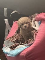Toy Poodle Puppies for sale in Peterborough, ON, Canada. price: $1,650