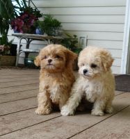 Toy Poodle Puppies for sale in Clyde, NY 14433, USA. price: $1,100