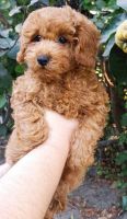Toy Poodle Puppies for sale in 12500 Barker Cypress Rd, Cypress, TX 77429, USA. price: $9,000