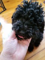 Toy Poodle Puppies for sale in Kalamazoo, MI, USA. price: $1,500