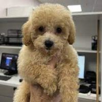 Toy Poodle Puppies for sale in Lexington, North Carolina. price: $450