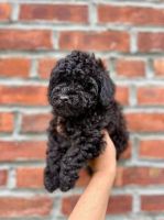 Toy Poodle Puppies for sale in Chicago, Illinois. price: $450