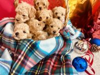 Toy Poodle Puppies for sale in Kansas City, Missouri. price: $750