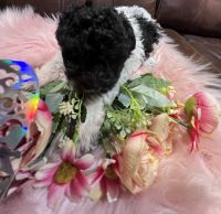 Toy Poodle Puppies for sale in Pico Rivera, California. price: $2,300