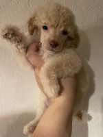 Toy Poodle Puppies for sale in Fort Smith, AR, USA. price: $600