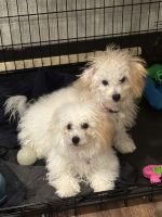 Toy Poodle Puppies for sale in Modesto, California. price: $940