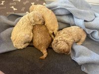 Toy Poodle Puppies for sale in Townsville, Queensland. price: $3,000