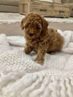 Toy Poodle Puppies for sale in Wollongong, New South Wales. price: $2,800